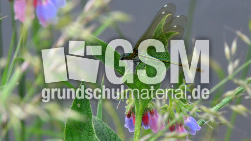 Gebänderte Prachtlibelle - Weibchen (7).jpg